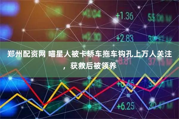 郑州配资网 喵星人被卡轿车拖车钩孔上万人关注，获救后被领养